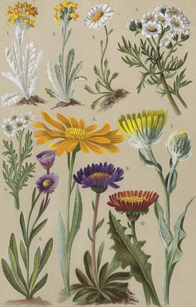 Flora alpina de European School